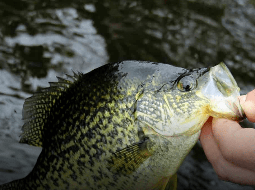 Black Crappie