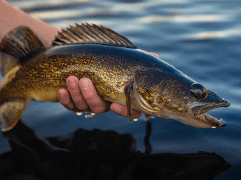 Walleye